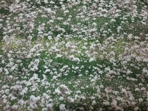 Campo de algodón 15€/metro